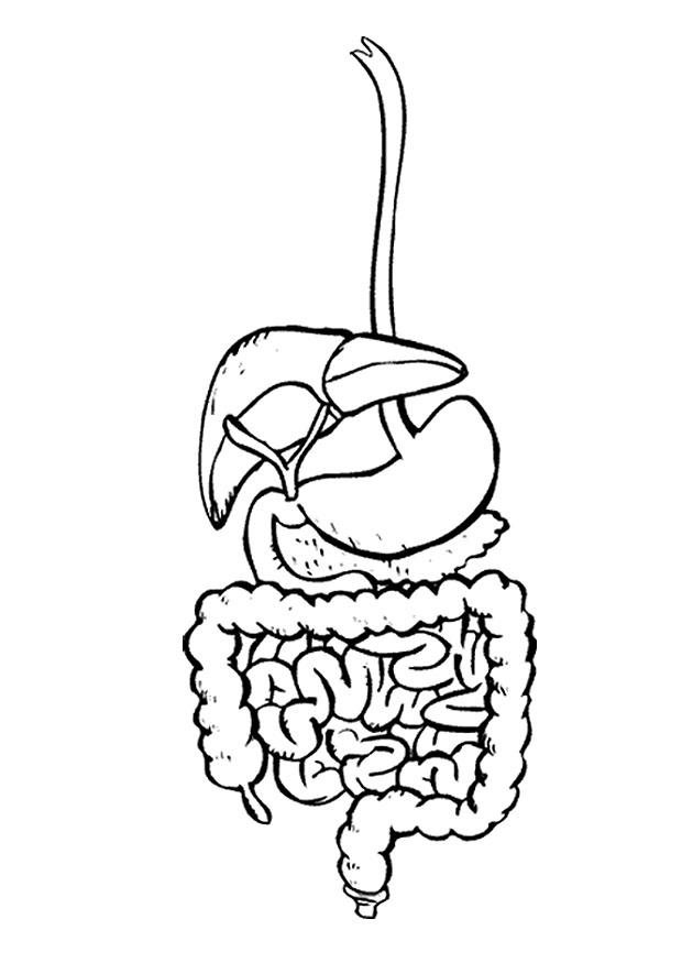 Coloriage systA¨me digestif