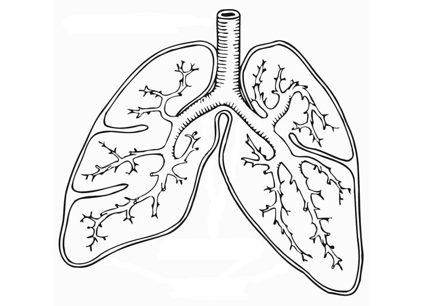 Coloriage systA¨me respiratoire