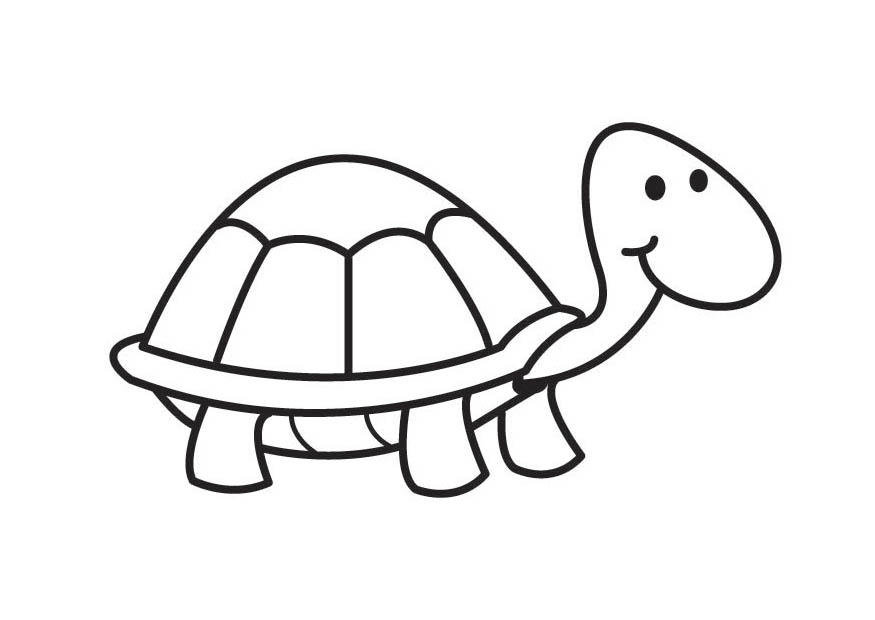 Coloriage tortue