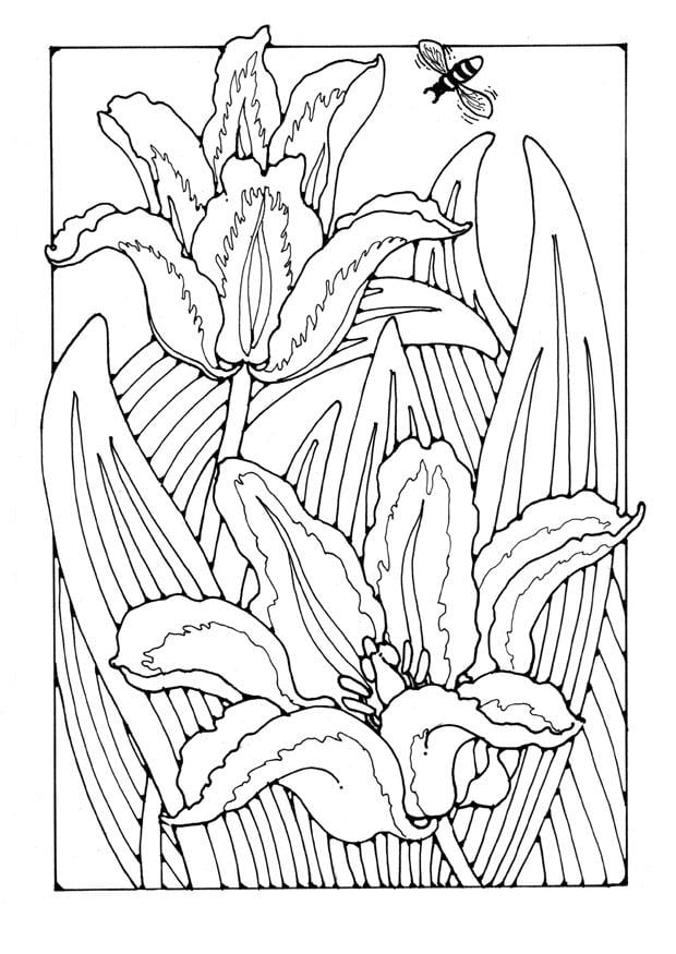 Coloriage tulipes