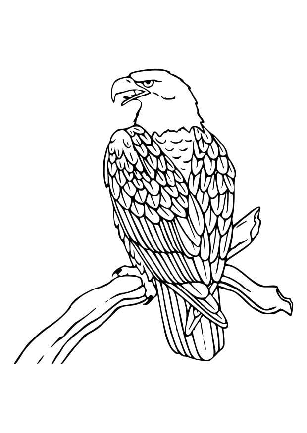 Coloriage un aigle