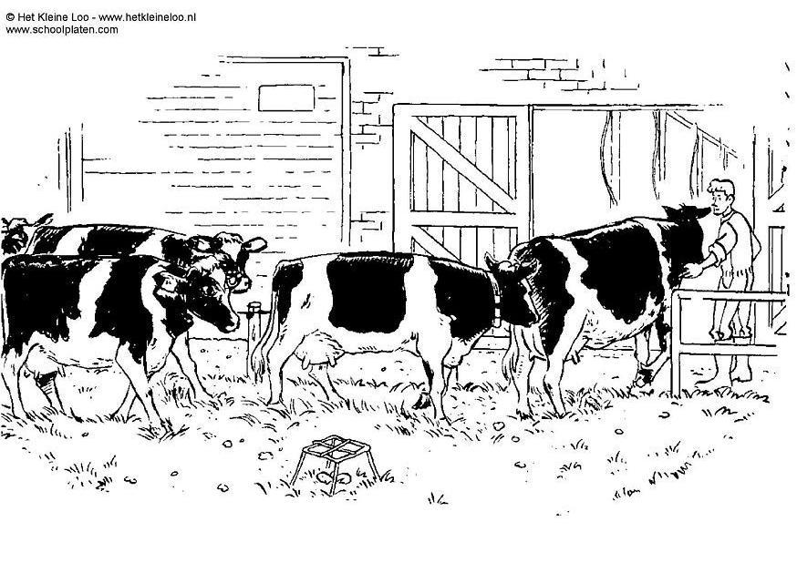 Coloriage vaches