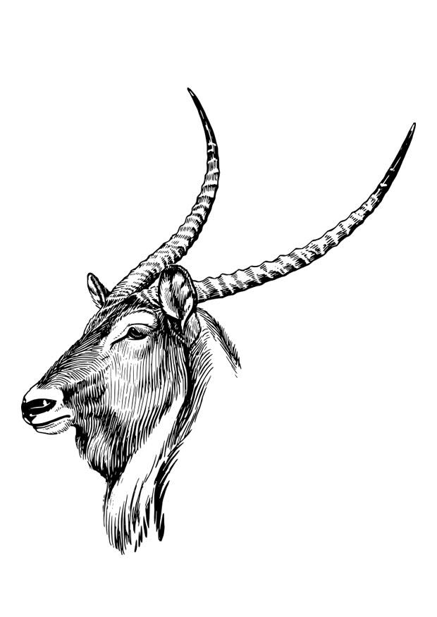 Coloriage waterbuck