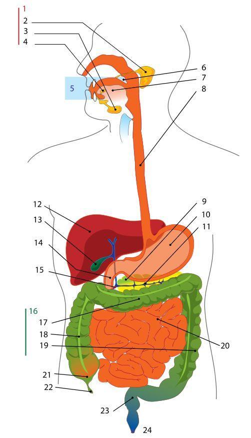 Image appareil digestif