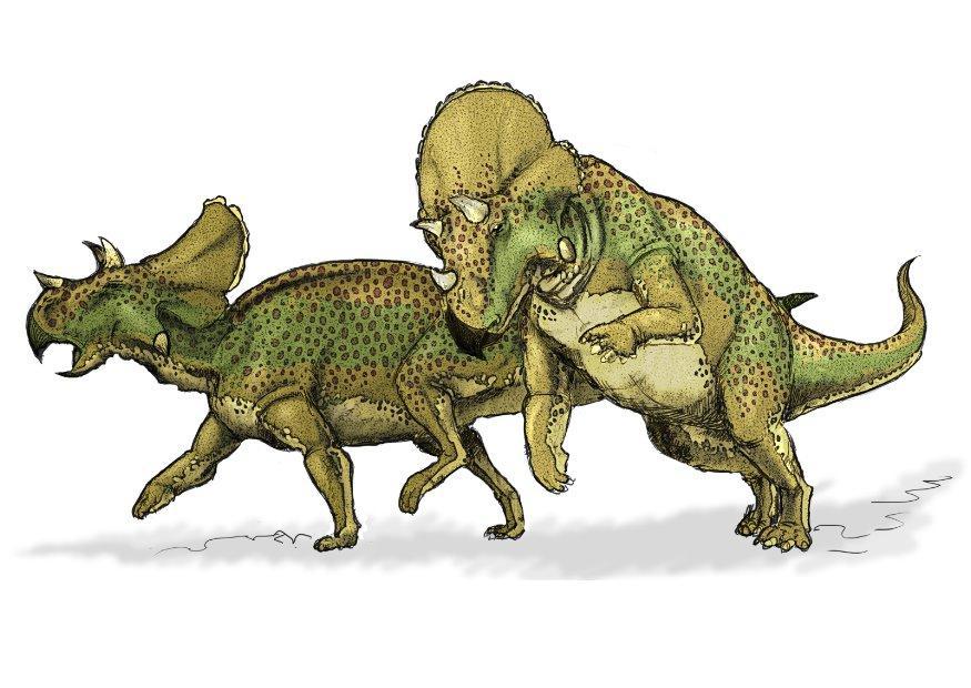 Image avaceratops