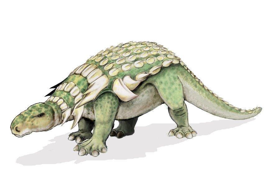 Image edmontonia