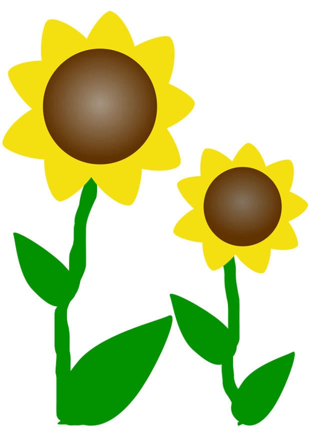 Image tournesols