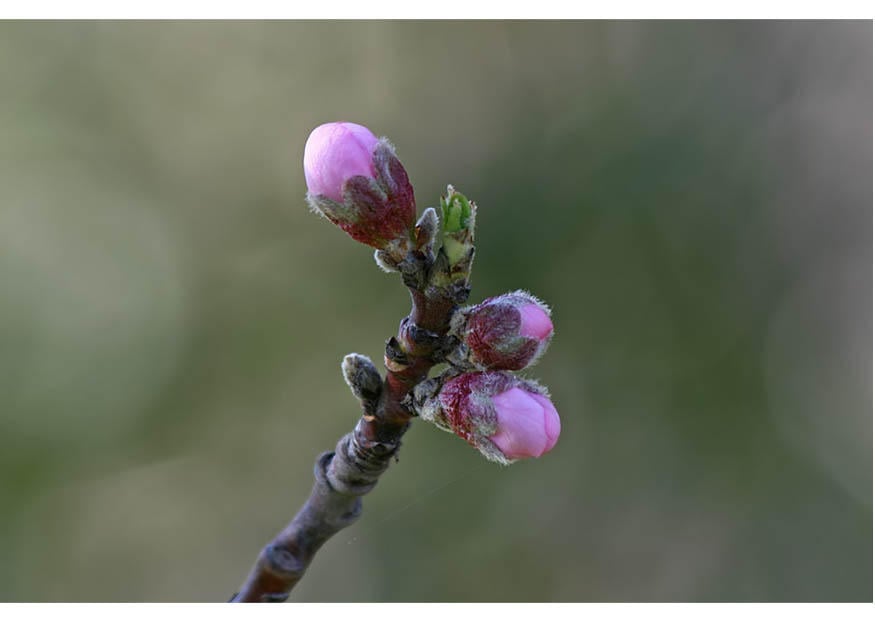 Photo 2. boutons de fleurs - dA©but du printemps