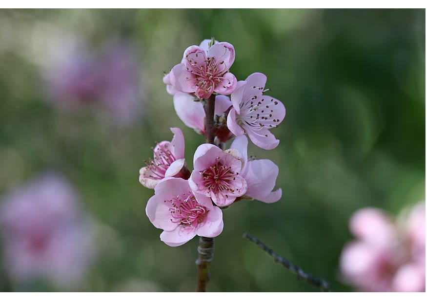 Photo 3. fleurs - dA©but du printemps