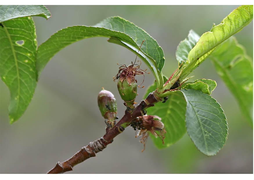 Photo 4. dA©but du fruit - milieu du printemps