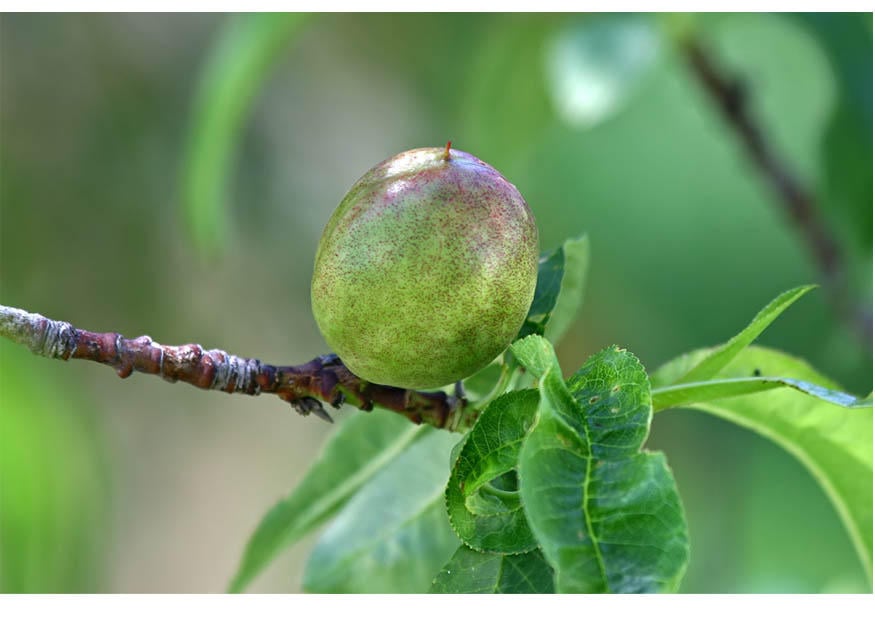 Photo 5. mA»rissage du fruit - fin du printemps