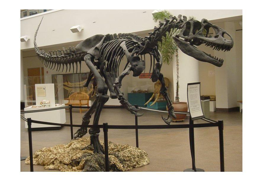 Photo allosaurus