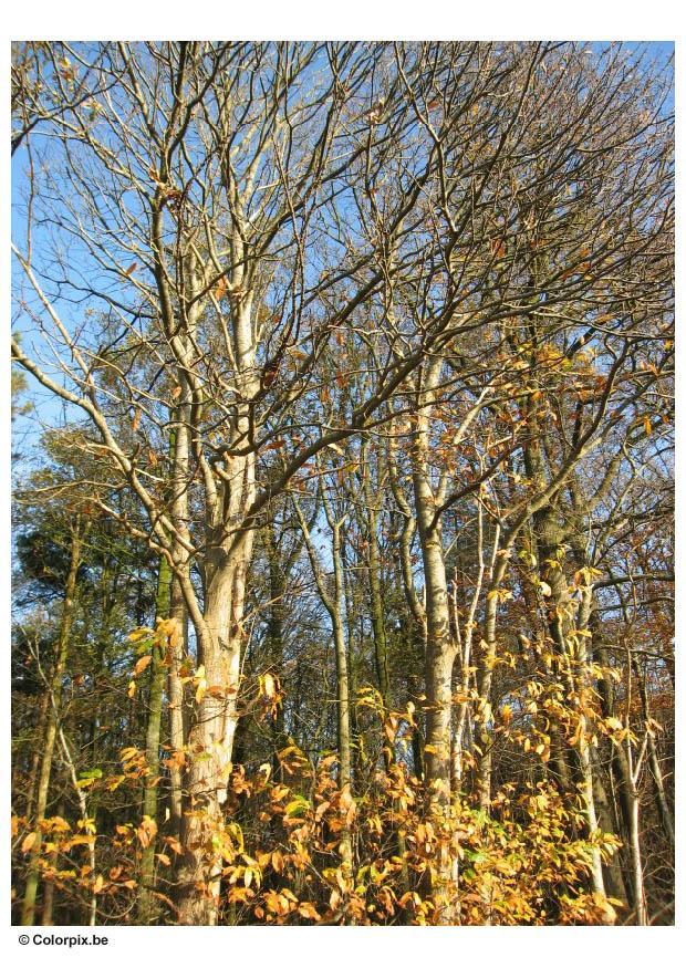 Photo automne - arbres