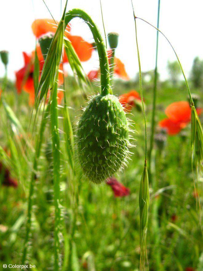 Photo bouton de coquelicot