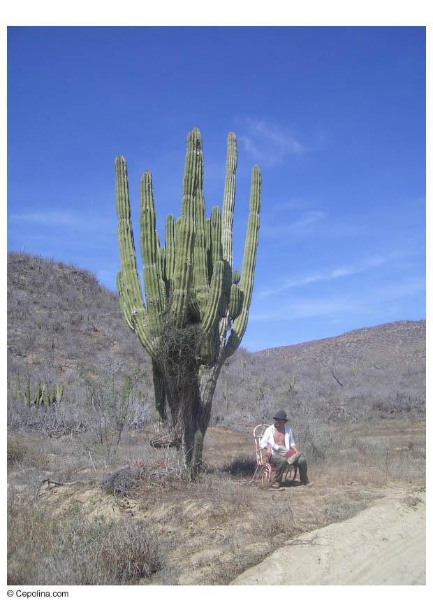 Photo cactus dans le dA©sert