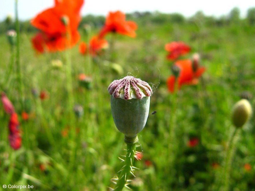 Photo capsule de coquelicot