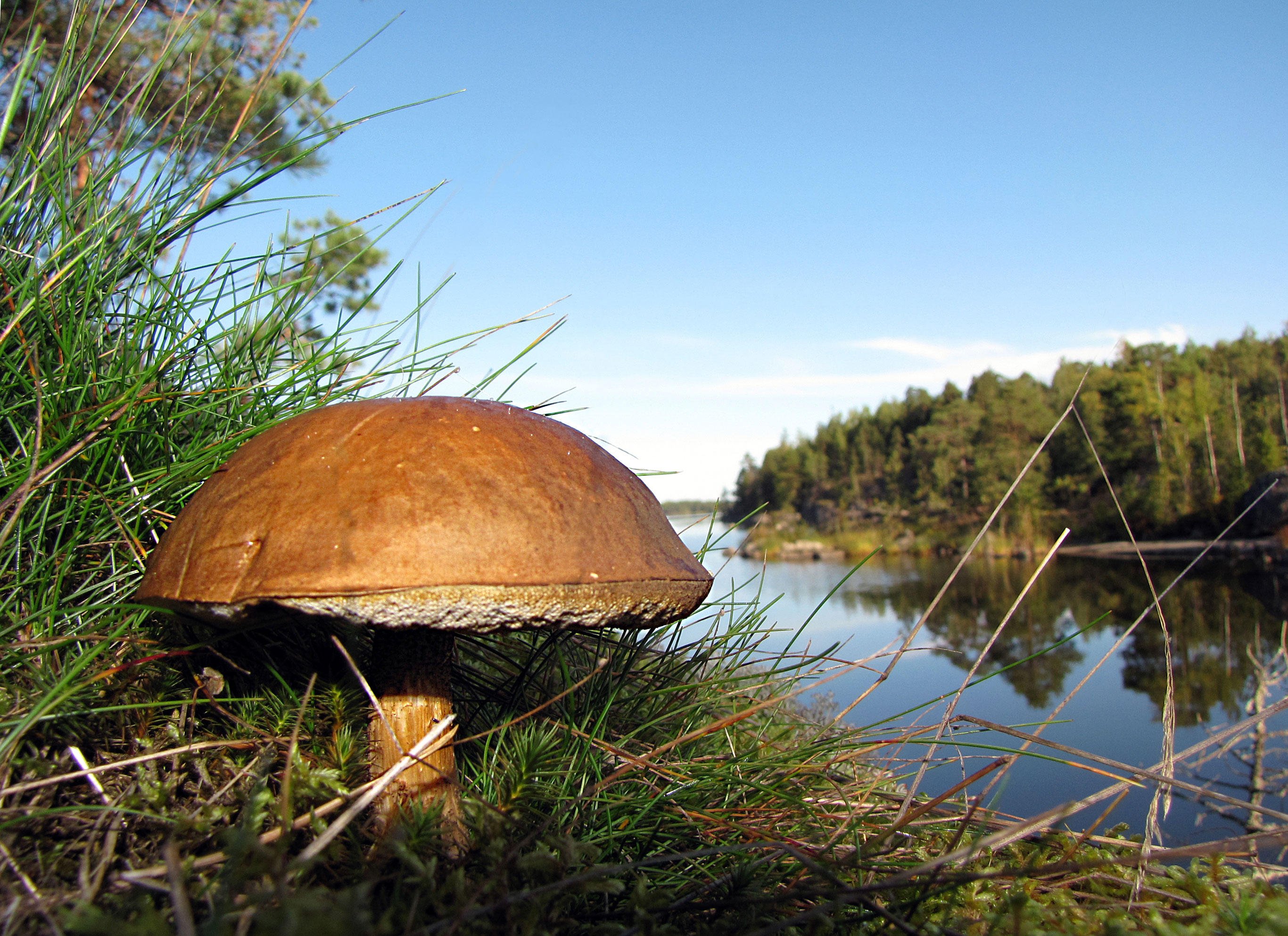 Photo champignon