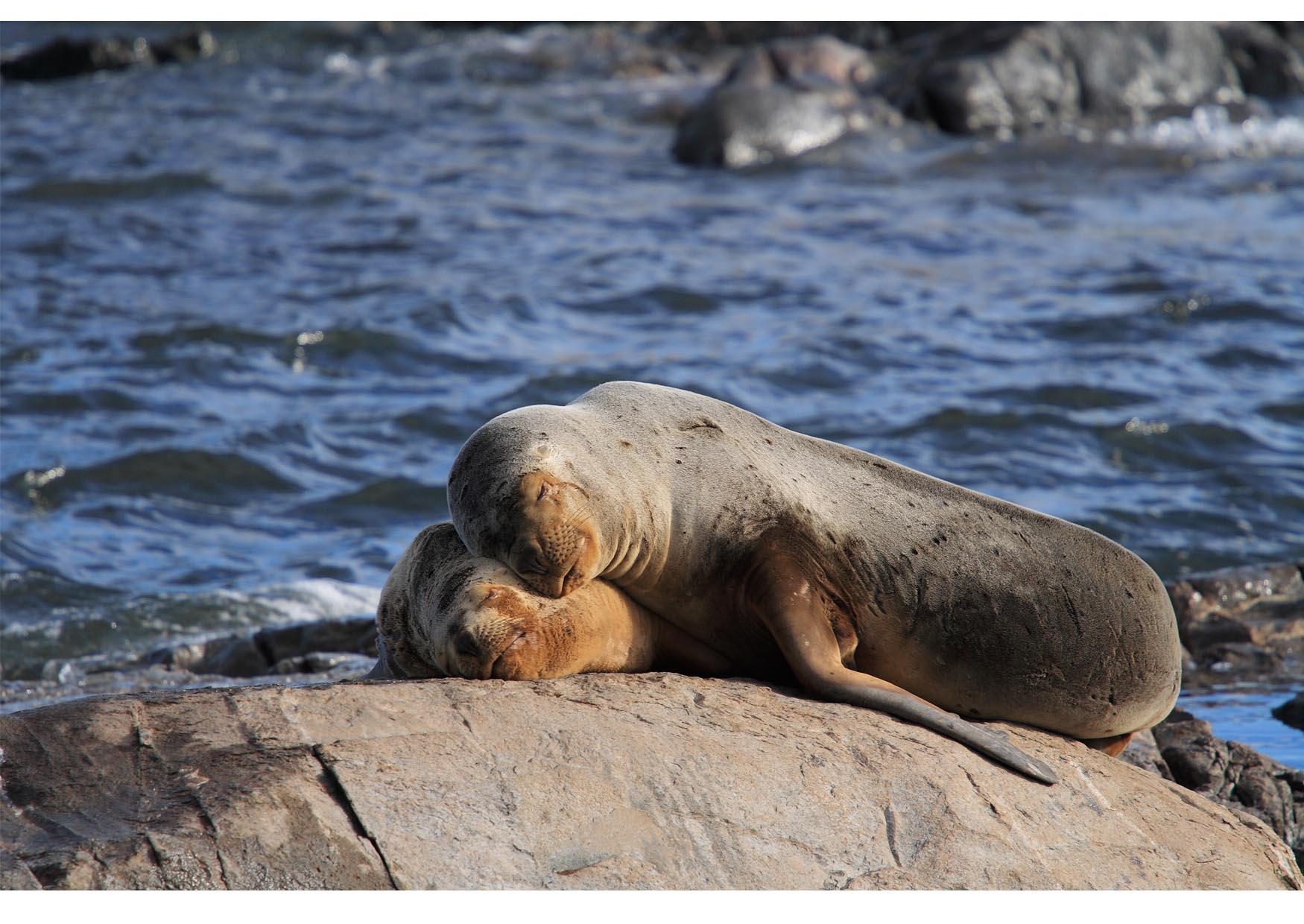 Photo des otaries