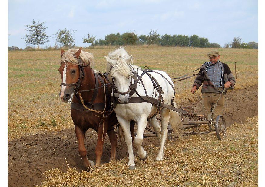 Photo fermier