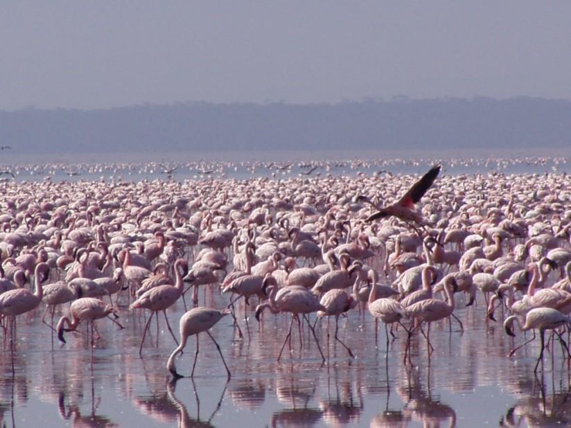 Photo flamants