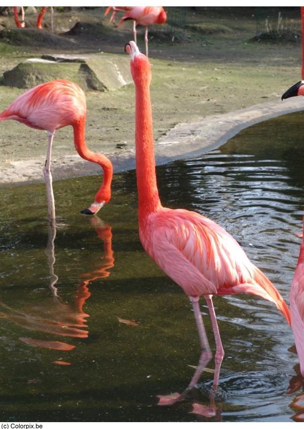 Photo flamants roses