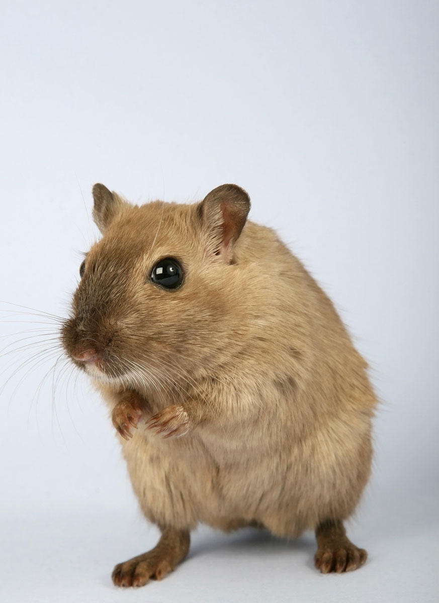 Photo hamster