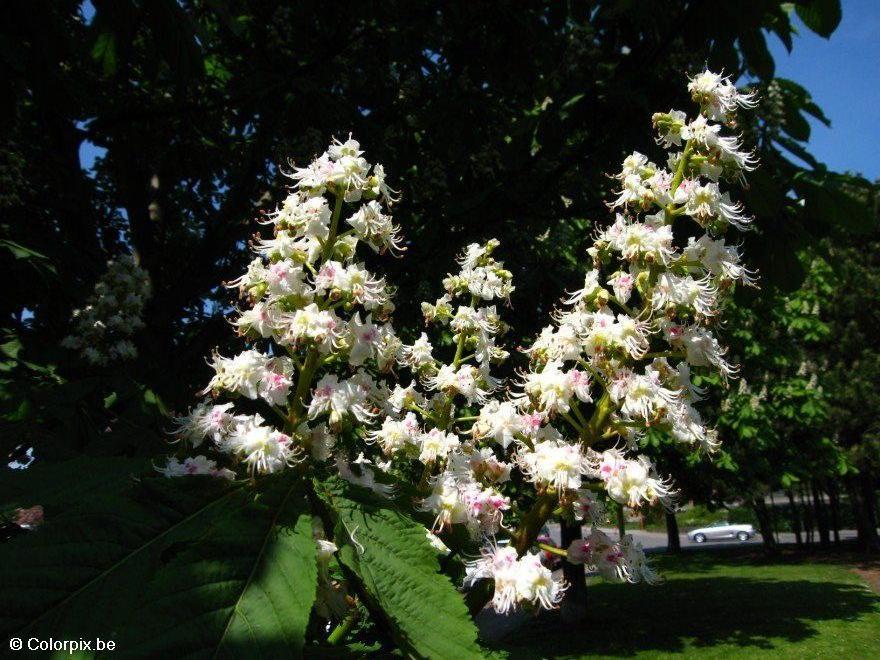 Photo maronnier en fleurs