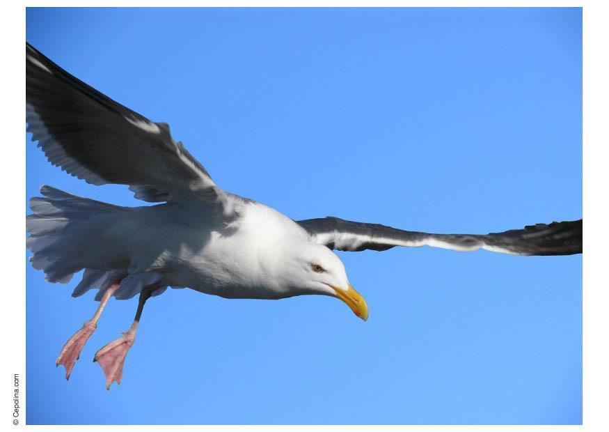 Photo mouette