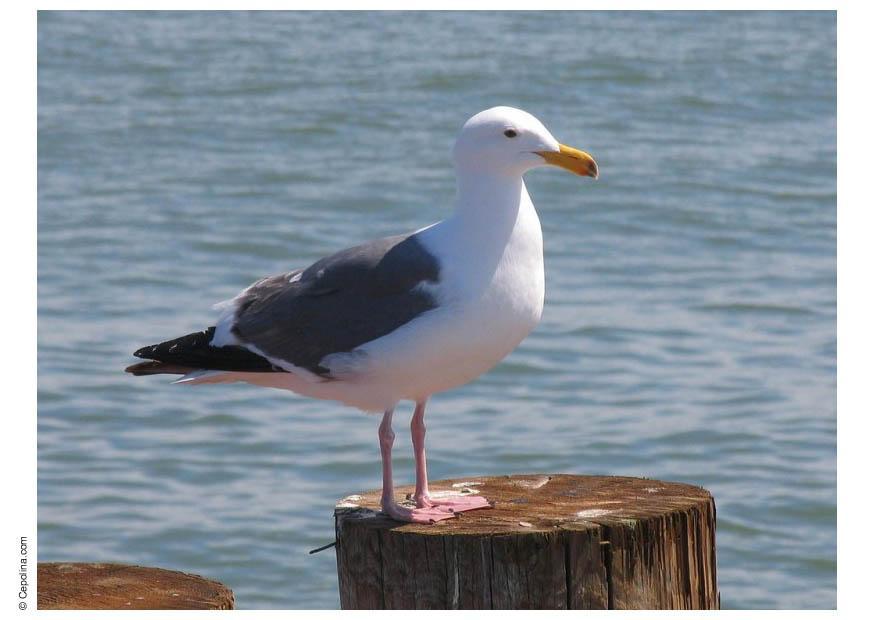 Photo mouette