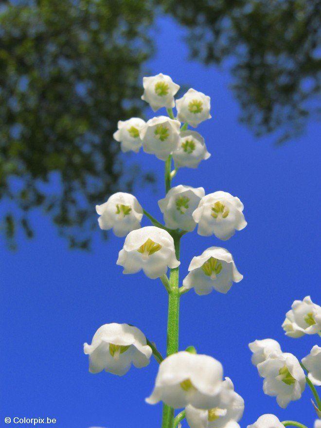 Photo muguet