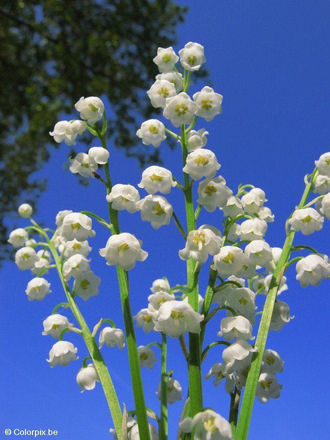 Photo muguet