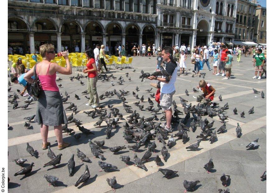 Photo nourir les pigeons sur la place san marco, venise