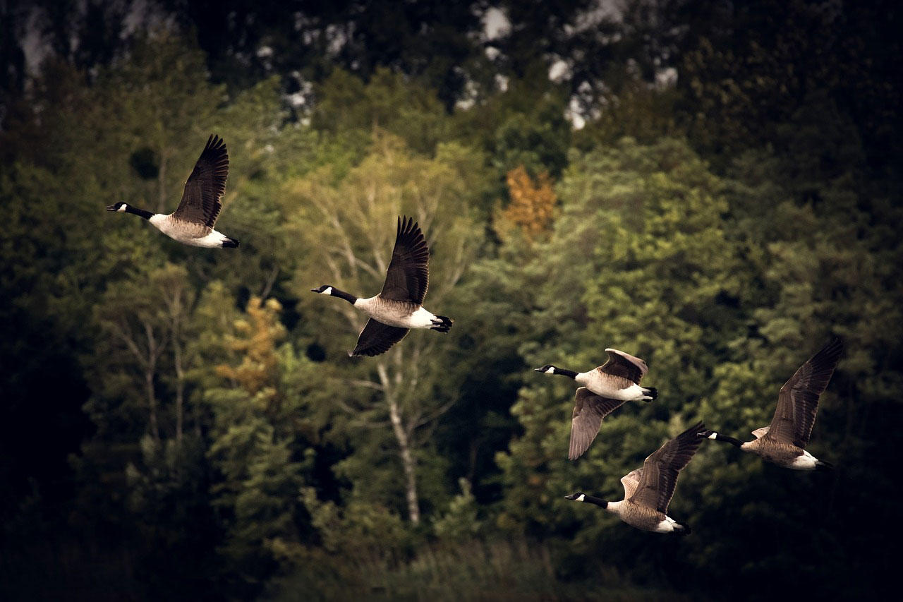 Photo oiseaux migrateurs