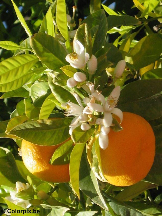 Photo oranges et fleurs doranger