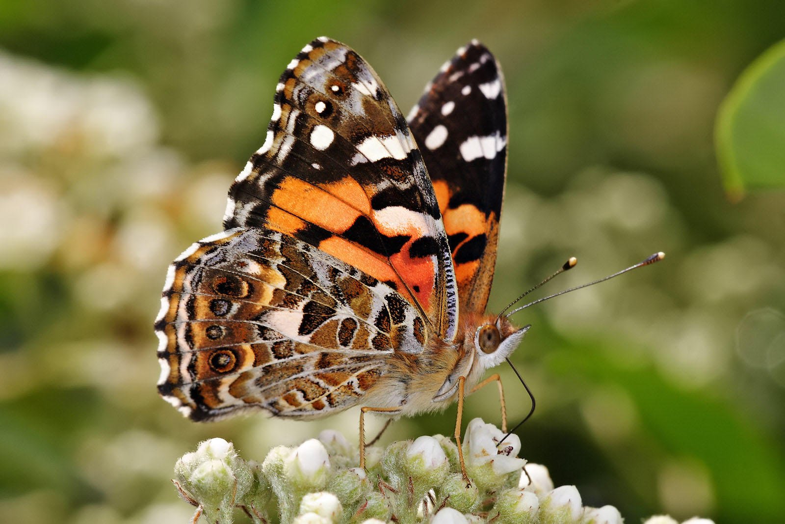 Photo papillon - vanessa kershawi