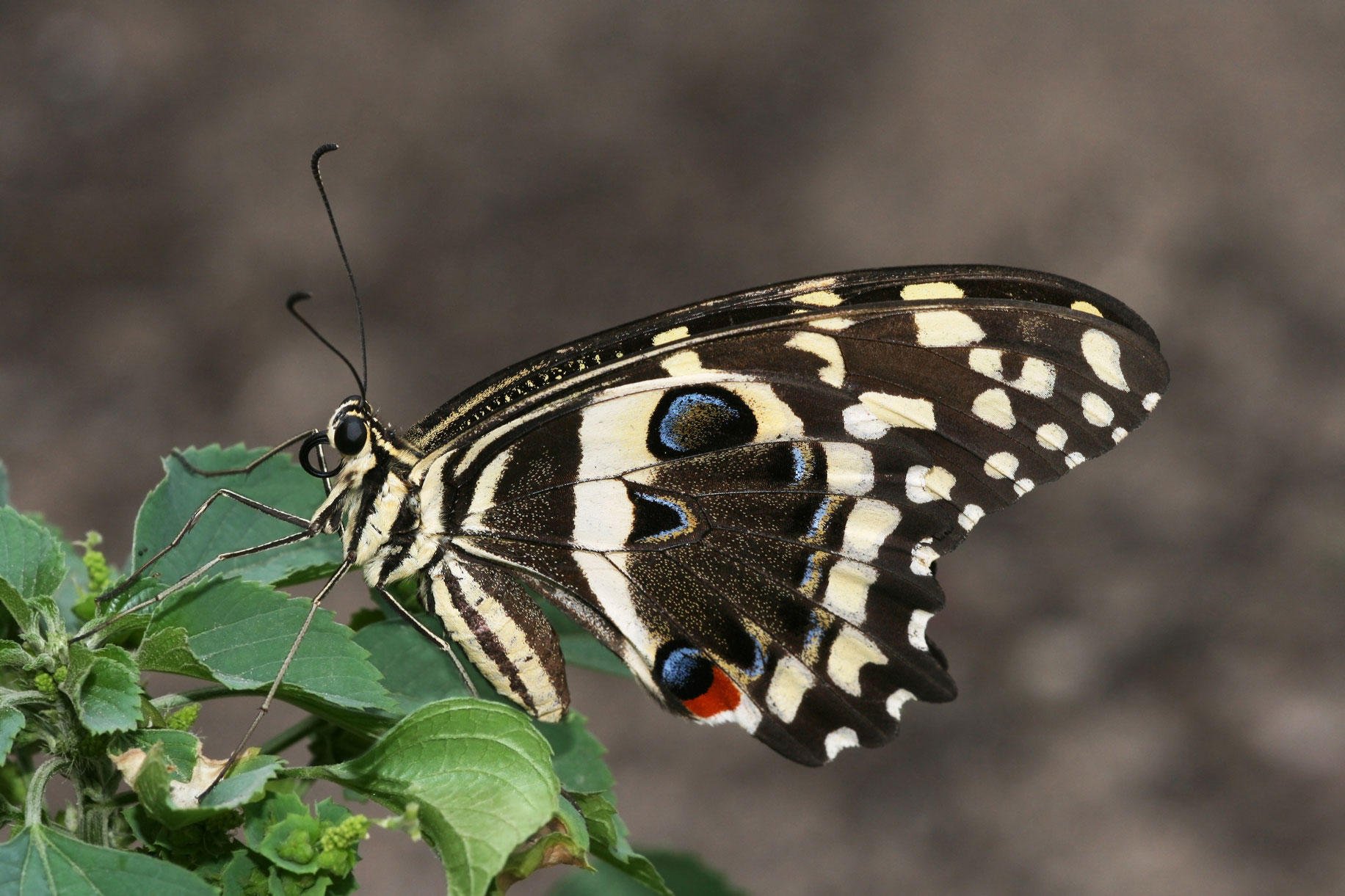 Photo papillon