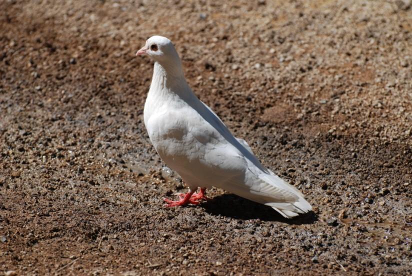 Photo pigeon