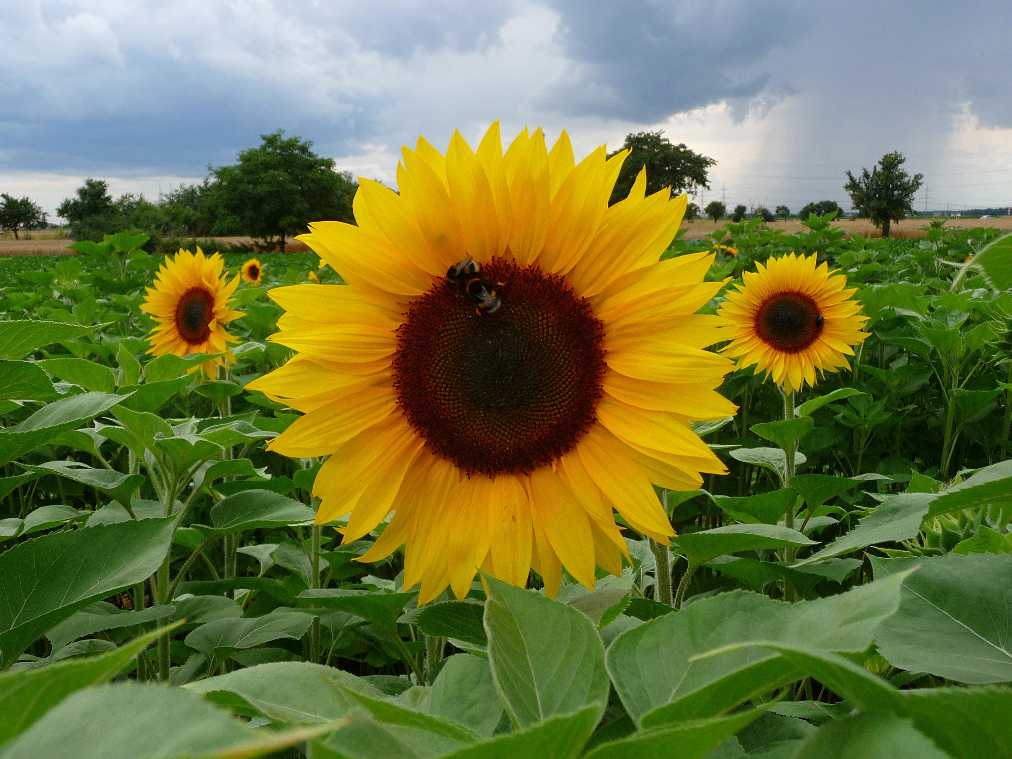 Photo tournesol