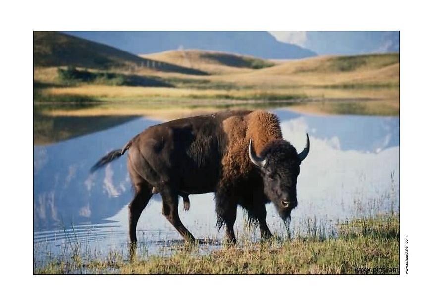 Photo bison - Photos Gratuites à Imprimer - Photo 2925